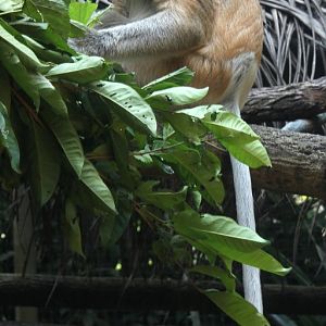 proboscis monkey (Nasalis larvatus)