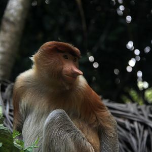 proboscis monkey (Nasalis larvatus)