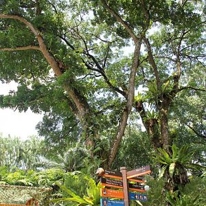 Can you spot the colugo?