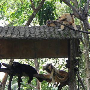 black howlers (Alouatta caraya)