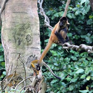 Geoffroy's spider monkey (Ateles geoffroyi) ssp ID? w/ squirrel monkeys