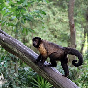 tufted capuchin (Sapajus apella)