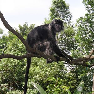 Javan lutung (Trachypithecus auratus)