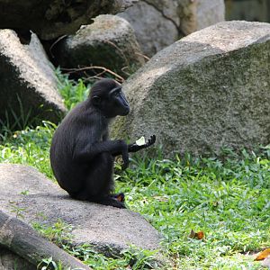 Celebes crested macaque (Macaca nigra)
