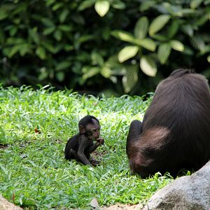 Celebes crested macaque (Macaca nigra)