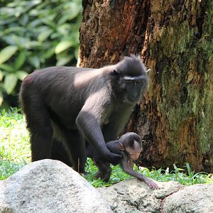 Celebes crested macaque (Macaca nigra)