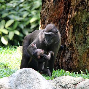 Celebes crested macaque (Macaca nigra)