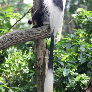 mantled guereza (Colobus guereza)