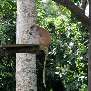 patas monkey (Erythrocebus patas)