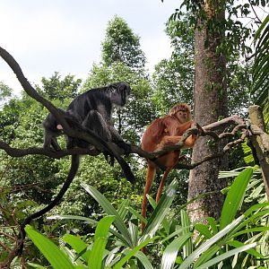Javan lutung (Trachypithecus auratus)