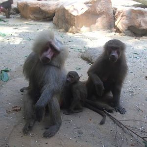 hamadryas baboon (Papio hamadryas)