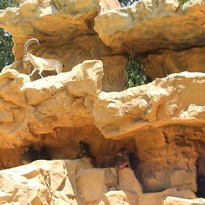 hamadryas baboon (Papio hamadryas) with Nubian ibex (Capra nubiana)