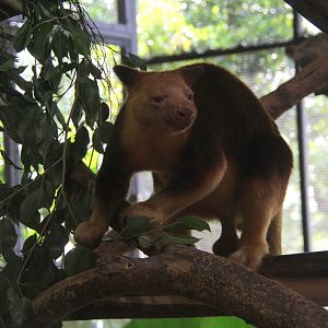 Goodfellow's tree-kangaroo (Dendrolagus goodfellowi)