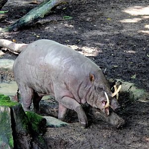 North Sulawesi babirusa (Babyrousa celebensis)