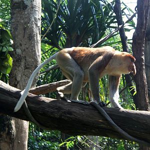 proboscis monkey (Nasalis larvatus)
