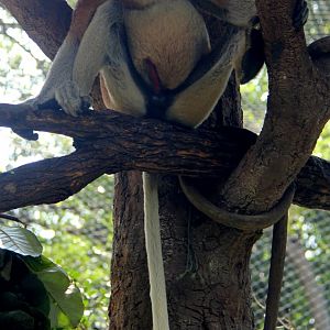 proboscis monkey (Nasalis larvatus)