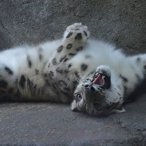 Malaya being adorable