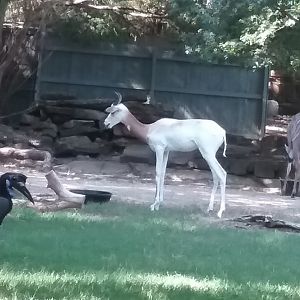 Return of the gazelle