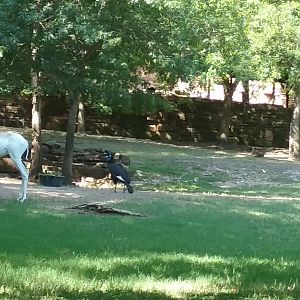 A nice mixed exhibit