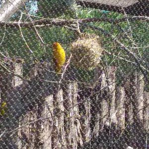 Taveta weaver