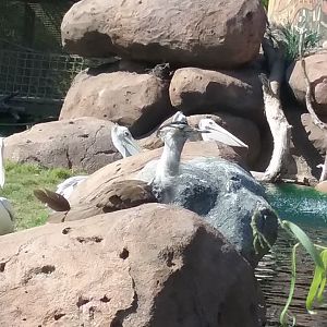Pelicans and a Kori Bustard