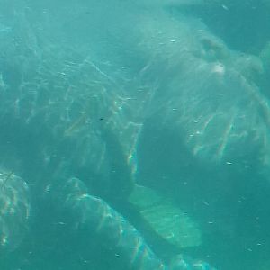 A pair of female hippos