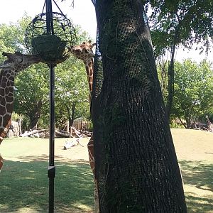 Giraffe feeder