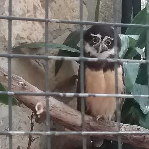 Spectacled owl