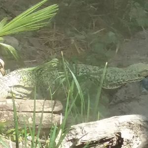 Quince monitor relaxing