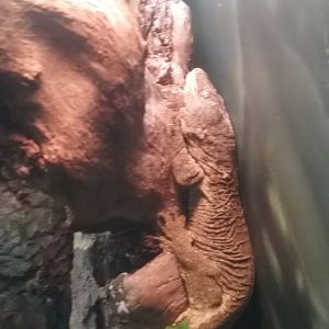 New Caledonian giant gecko