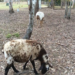 My 2 Damara x meatmaster sheep