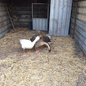 My cranky goose flock