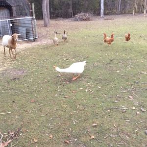 WILL YOU JUST BUGGER OFF AND STOP ATTACKING ME !!!!!!