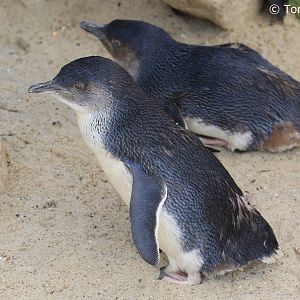 Western Little Penguins (Eudyptula minor novaehollandiae), August 2018