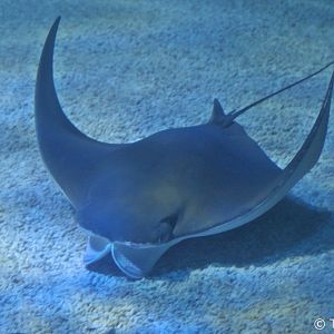 Cownose Ray (Rhinoptera bonasus), August 2018