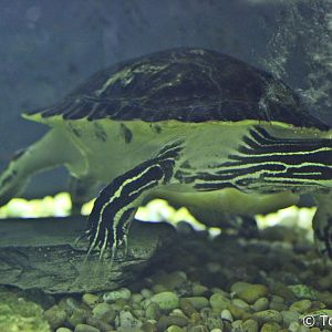 Florida Cooter (Pseudemys concinna floridana), August 2018