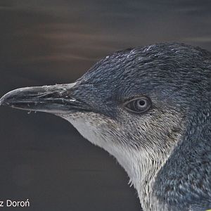 Western Little Penguin (Eudyptula minor novaehollandiae), August 2018