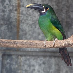 Black-billed toucanet