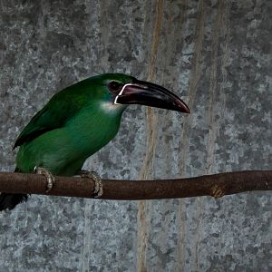 Chestnut-tipped toucanet