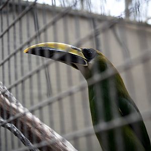 White-throated toucanet