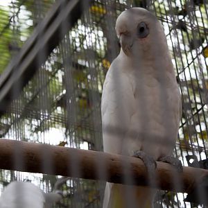 Little corella