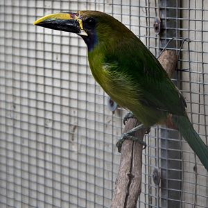 Blue-throated toucanet