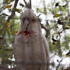 Goffin's cockatoo