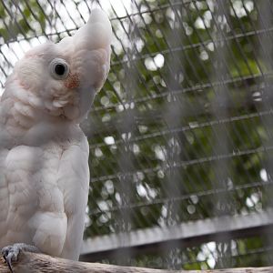 Ducorps' corella