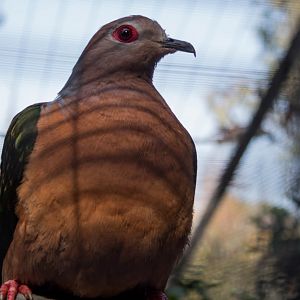 Purple-tailed imperial-pigeon