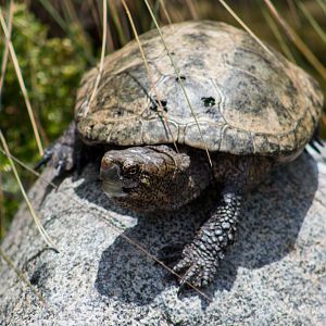 Western pond turtle