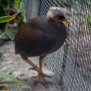 Tongan megapode