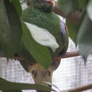 Western orange-bellied fruit dove