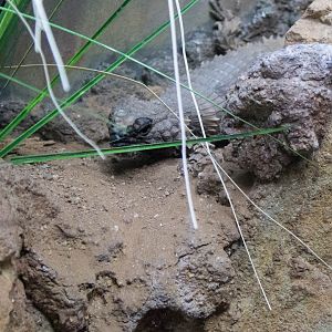 Golden armadillo lizard
