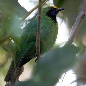 Golden-fronted leafbird